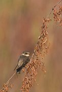 IMG_3369-web * Northern Rough-winged Swallow; Montrose Beach Dunes, Chicago. * Northern Rough-winged Swallow; Montrose Beach Dunes, Chicago. * 544 x 800 * (149KB)