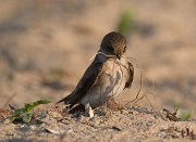 IMG_7187-web * Northern Rough-wing Swallow; Montrose Beach Dunes, Chicago. * Northern Rough-wing Swallow; Montrose Beach Dunes, Chicago. * 1050 x 765 * (221KB)