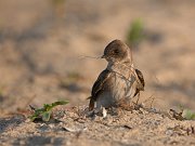 IMG_7191-web * Northern Rough-wing Swallow; Montrose Beach Dunes, Chicago. * Northern Rough-wing Swallow; Montrose Beach Dunes, Chicago. * 1050 x 793 * (219KB)