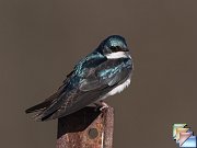 Tree_Swallow