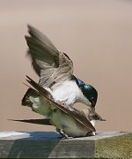 IMG_5035-alt-web * Tree Swallows mating; Plum Creek. * Tree Swallows mating; Plum Creek.