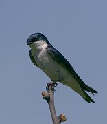 IMG_6132-web * Tree Swallow; Rollins Savanna. * Tree Swallow; Rollins Savanna.