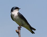 IMG_6145-c1-web * Tree Swallow; Rollins Savanna. * Tree Swallow; Rollins Savanna.