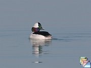 Bufflehead