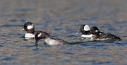 IMG_6076-c1-web * Bufflehead; Lincoln Park North Pond * Bufflehead; Lincoln Park North Pond