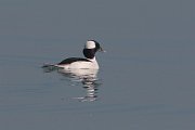 IMG_6082-web * Bufflehead; North Avenue Beach, Chicago. * Bufflehead; North Avenue Beach, Chicago.