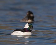 IMG_6101-web * Bufflehead; Lincoln Park North Pond * Bufflehead; Lincoln Park North Pond