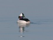 IMG_6103-web * Bufflehead; North Avenue Beach, Chicago. * Bufflehead; North Avenue Beach, Chicago.