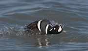 IMG_0683-c1 * Harlequin Duck (male) * Harlequin Duck (male)