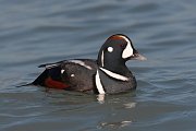 IMG_0731-c1 * Harlequin Duck (male) * Harlequin Duck (male)