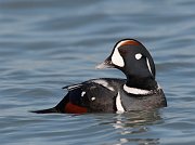 IMG_0734-c1 * Harlequin Duck (male) * Harlequin Duck (male)