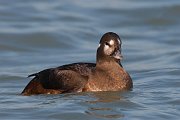 IMG_0770-c1 * Harlequin Duck (female) * Harlequin Duck (female)