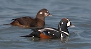 IMG_0781-c1 * Harlequin Ducks * Harlequin Ducks