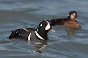 IMG_0811-c1 * A male and female Harlequin Duck returned to their wintering spot along Chicago's lakefront in January 2007. * A male and female Harlequin Duck returned to their wintering spot along Chicago's lakefront in January 2007.