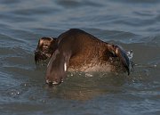 IMG_0822-c1 * Harlequin Duck (female) * Harlequin Duck (female)