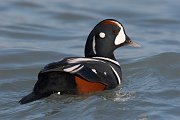 IMG_0834-c1 * Harlequin Duck (male) * Harlequin Duck (male)