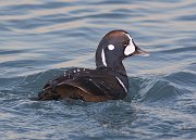 IMG_5154-web * Male Harlequin Duck.  Whoever bestowed the latin name had a sense of humor -- Histrionicus histrionicus. * Male Harlequin Duck.  Whoever bestowed the latin name had a sense of humor -- Histrionicus histrionicus.