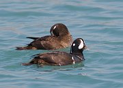 IMG_5332-web * Harlequin Ducks (male and female); North Avenue Beach, Chicago. * Harlequin Ducks (male and female); North Avenue Beach, Chicago.