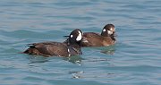 IMG_5337-web * Harlequin Ducks (male and female); North Avenue Beach, Chicago. * Harlequin Ducks (male and female); North Avenue Beach, Chicago.