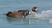 IMG_5762-web * Harlequin Ducks nibbling the ice floes in the lake for food; North Avenue Beach, Chicago.  They seemed to be feeding on the algae and such that they could glean from the ice, and the seawall. * Harlequin Ducks nibbling the ice floes in the lake for food; North Avenue Beach, Chicago.  They seemed to be feeding on the algae and such that they could glean from the ice, and the seawall.