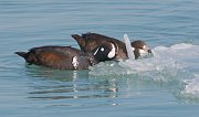 IMG_5767-web * Harlequin Ducks nibbling the ice floes in the lake for food; North Avenue Beach, Chicago. * Harlequin Ducks nibbling the ice floes in the lake for food; North Avenue Beach, Chicago.