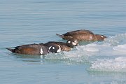 IMG_5782-web * Harlequin Ducks nibbling the ice floes in the lake for food; North Avenue Beach, Chicago. * Harlequin Ducks nibbling the ice floes in the lake for food; North Avenue Beach, Chicago.