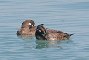 IMG_5826-web * Preening Harlequin Ducks; North Avenue Beach, Chicago. * Preening Harlequin Ducks; North Avenue Beach, Chicago.