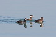 IMG_6163-web * 1M and 2F Harlequin Ducks spent most of February 2006 by the lakefront just south of North Avenue Beach, Chicago -- feeding, preening, courting... * 1M and 2F Harlequin Ducks spent most of February 2006 by the lakefront just south of North Avenue Beach, Chicago -- feeding, preening, courting...