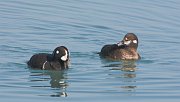 IMG_6173_alt-web * Harlequin Ducks (male and female); North Avenue Beach, Chicago. * Harlequin Ducks (male and female); North Avenue Beach, Chicago.