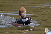 Hooded_Merganser