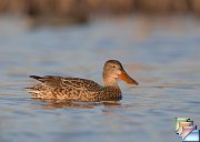 Northern_Shoveller
