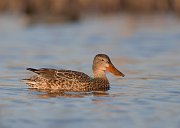 IMG_6895-web * ASCII * ASCII