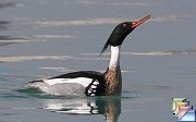 Red-breasted_Merganser