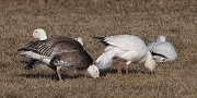 IMG_4636-web * Snow Geese; Montrose Point. * Snow Geese; Montrose Point.