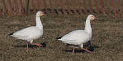 IMG_4658-web * Snow Geese (light morph); Montrose Point. * Snow Geese (light morph); Montrose Point.