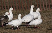 IMG_4687-web * Snow Geese and Ross's Goose (lower right and 3rd from left); Montrose Point. * Snow Geese and Ross's Goose (lower right and 3rd from left); Montrose Point.