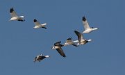 IMG_4773-web * Snow Geese, Ross's Goose second from upper left; Montrose Point. * Snow Geese, Ross's Goose second from upper left; Montrose Point.