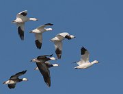 IMG_4778_alt-web * Snow Geese and Ross's Goose; Montrose Point. * Snow Geese and Ross's Goose; Montrose Point.