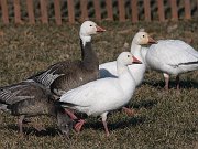 IMG_4805-web * Snow Geese; Montrose Point. * Snow Geese; Montrose Point.