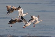 IMG_4875_alt-web * Snow Geese; Montrose Point. * Snow Geese; Montrose Point.