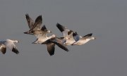 IMG_4883_alt-web * Snow Geese; Montrose Point. * Snow Geese; Montrose Point.