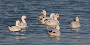 IMG_5641-web * Snow and Ross' Geese; Montrose Harbor, Chicago. * Snow and Ross' Geese; Montrose Harbor, Chicago.