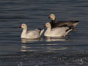 IMG_5656-c1-web * Snow Geese; Montrose Harbor, Chicago. * Snow Geese; Montrose Harbor, Chicago.