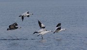 IMG_6234-c1-web * Snow Geese; Montrose Harbor, Chicago. * Snow Geese; Montrose Harbor, Chicago.