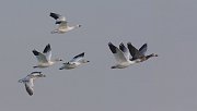 IMG_6239-web * Snow Geese; Montrose Harbor, Chicago. * Snow Geese; Montrose Harbor, Chicago.