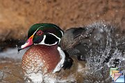 Wood_Duck