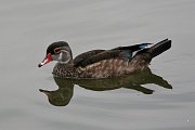 IMG_0346-web * Wood Duck; Lincoln Park North Pond * Wood Duck; Lincoln Park North Pond