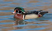 IMG_3885-c1-web * Wood Duck; Lincoln Park North Pond * Wood Duck; Lincoln Park North Pond