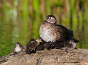 IMG_8004-web * Wood Duck; Lincoln Park North Pond * Wood Duck; Lincoln Park North Pond