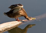 IMG_0782-web * Mallard (female); Lincoln Park North Pond. * Mallard (female); Lincoln Park North Pond.